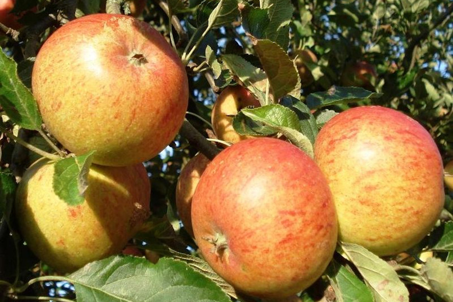 Jabłka odmiany Koksa Pomarańczowa.