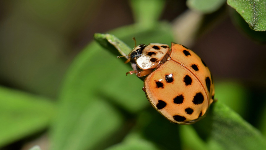 biedronka azjatycka harmonia axyridis