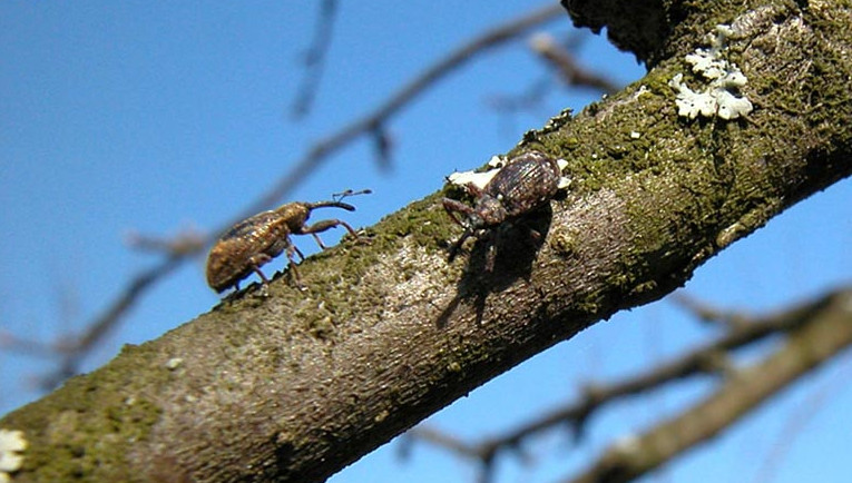 Kwieciak jabłkowiec