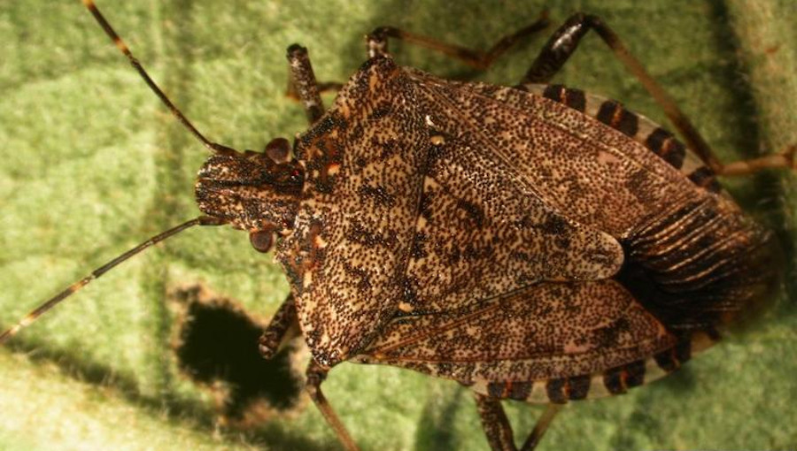 Halyomorpha halys - osobnik dorosły