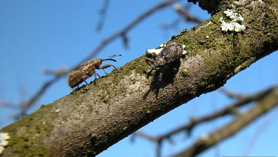 Dorosłe chrząszcze kwieciaka jabłkowca