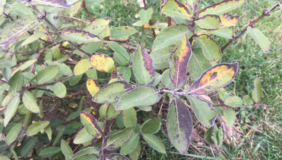 Przebarwienia liści jagody kamczackiej spowodowane nadmiarem wody w podłożu