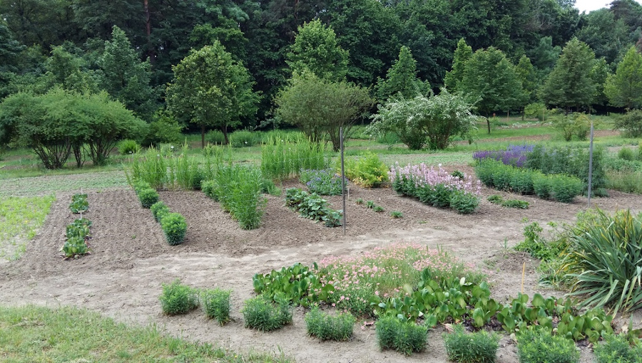 Fot. 1. Kolekcja roślin miododajnych.