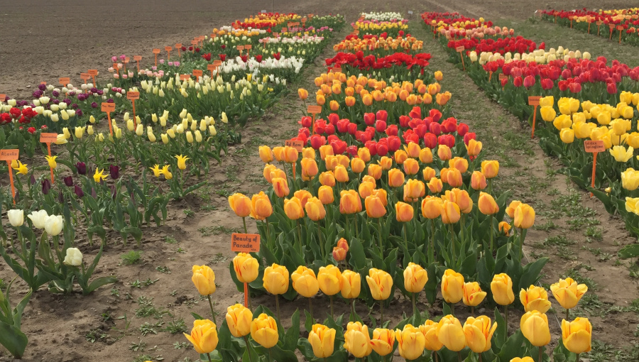 Fot. 2. Kolekcja tulipanów.