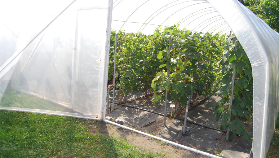 Fot. 4. Kolekcję wrażliwych na wymarzanie odmian winorośli prowadzi się pod tunelem foliowym.