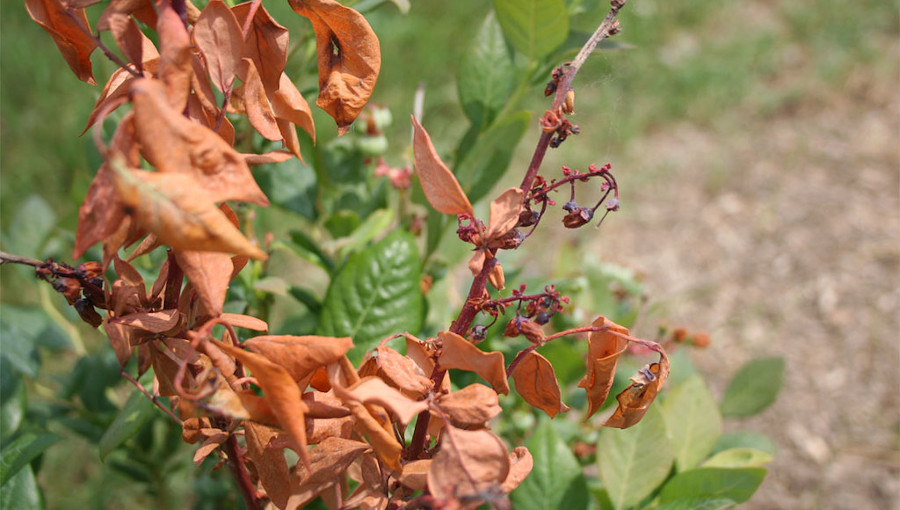 Fot. 1. Zamieranie pędów, liści i kwiatów spowodowane porażeniem krzewu przez wirusa oparzeliny borówki wysokiej.