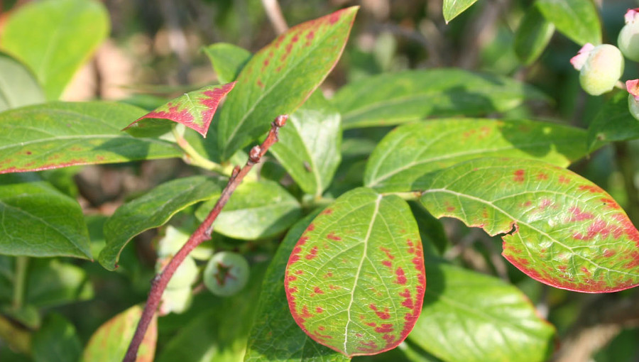 Fot. 3. Czerwone przebarwienia brzegów liści - objaw, który może pojawić się w przebiegu oparzeliny borówki wysokiej.