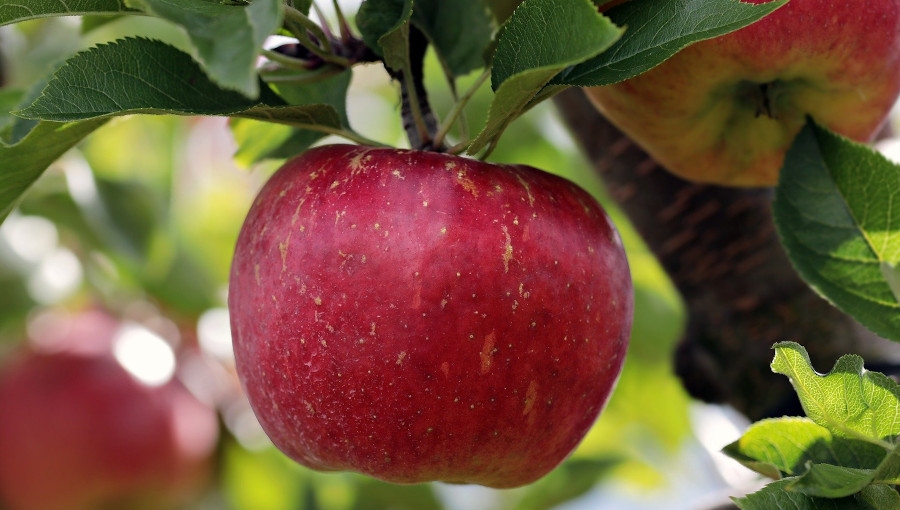Lepsze wybarwienie jabłek, większy zysk! Jak je osiągnąć?