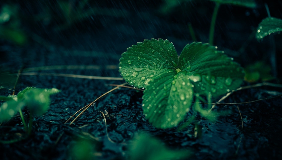 Sierpień, wrzesień, październik czy wiosna - kiedy zakładać plantację truskawek?