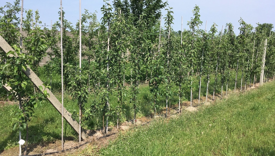 Odległość między drzewami w rzędzie - jak gęsto sadzić jabłonie?