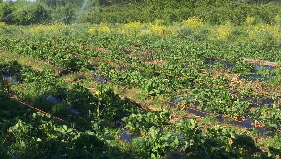 Zabiegi na plantacjach truskawek po zbiorze owoców