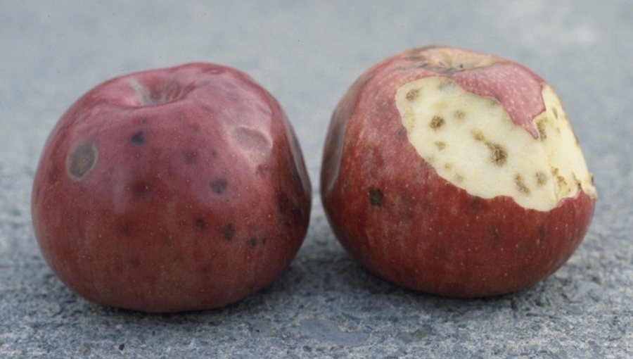 W zebranych jabłkach można oznaczać zawartość boru