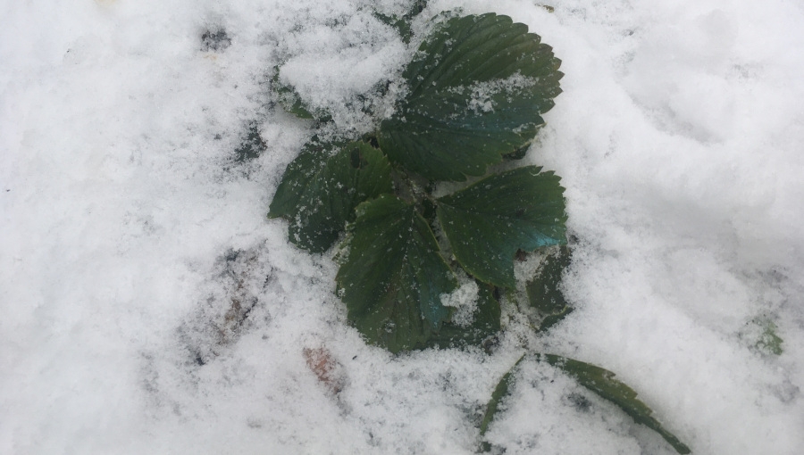 Ochrona plantacji truskawek i poziomek przed mrozem