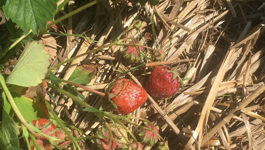 Komunikat sadowniczy, 18 VI 2021 - truskawki zaparzają się w wysokich temperaturach