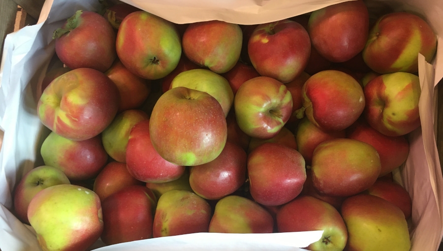 Polskie odmiany jabłoni - czy mają przed sobą przyszłość?