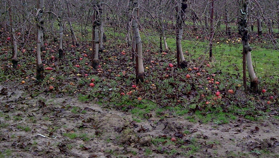 Wysoka wilgotność może sprzyjać wczesnym wysiewom zarodników workowych parcha jabłoni