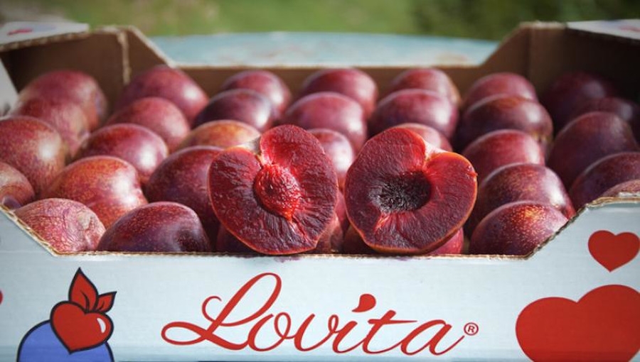 Lovita - nowa czerwonomiąższowa odmiana śliwek