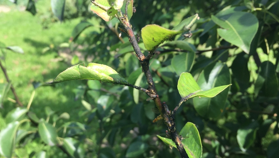 Ochrona grusz przed miodówką przy ograniczeniu stosowania chemicznych insektycydów