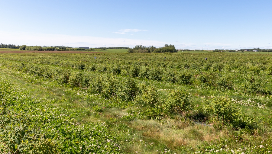 Wiosenne zabiegi na plantacjach jagody kamczackiej