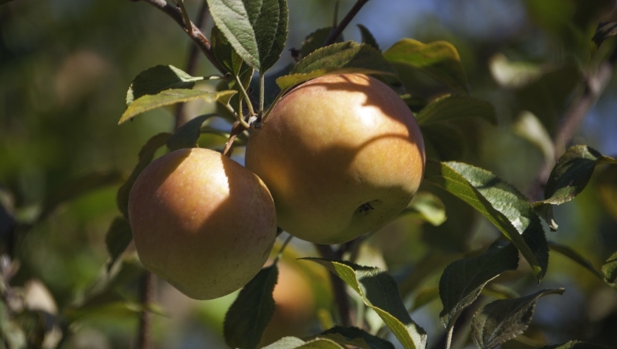 Kierunek orient, czyli japońskie odmiany jabłoni. Czy warto je sadzić?