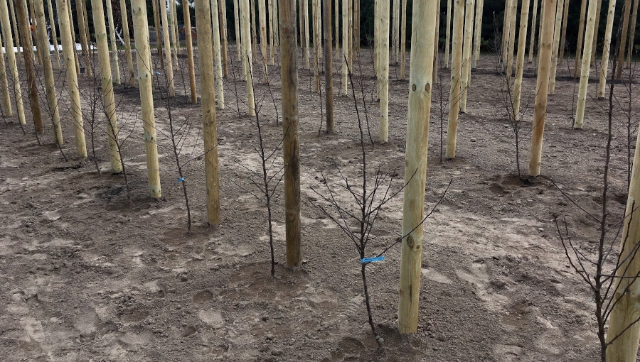 Nawożenie azotem w pierwszym roku po posadzeniu drzew i krzewów owocowych