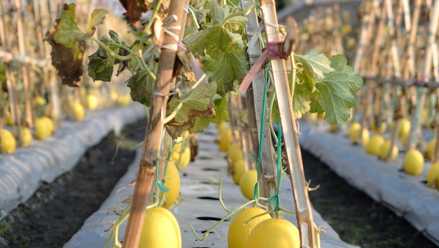 Uprawa arbuzów i melonów w polskich warunkach klimatycznych