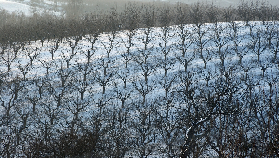 Zimowa lustracja w sadzie - poszukiwanie zimujących form szkodników