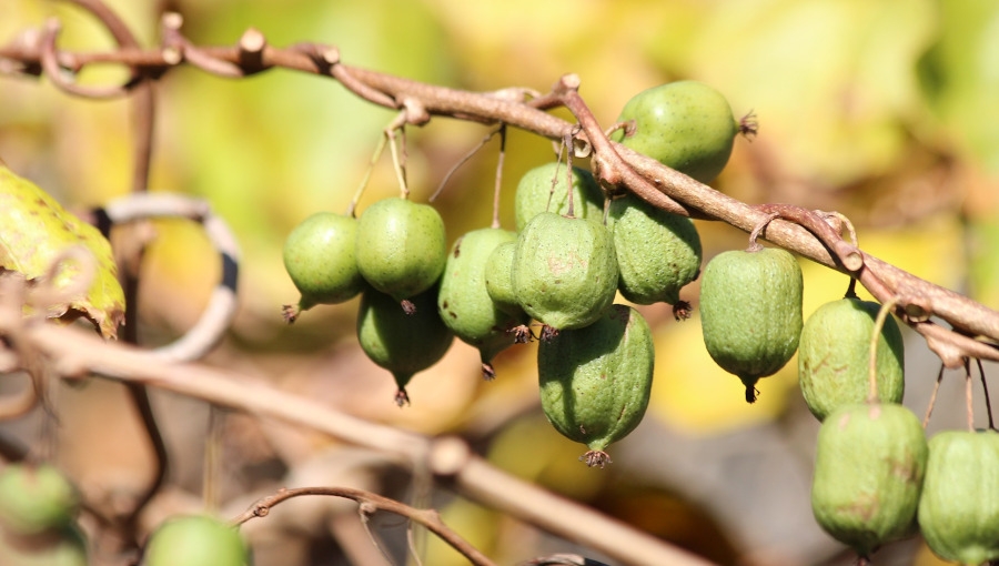 Minikiwi - czy uprawa jesiennego owocu jagodowego ma w Polsce przyszłość?