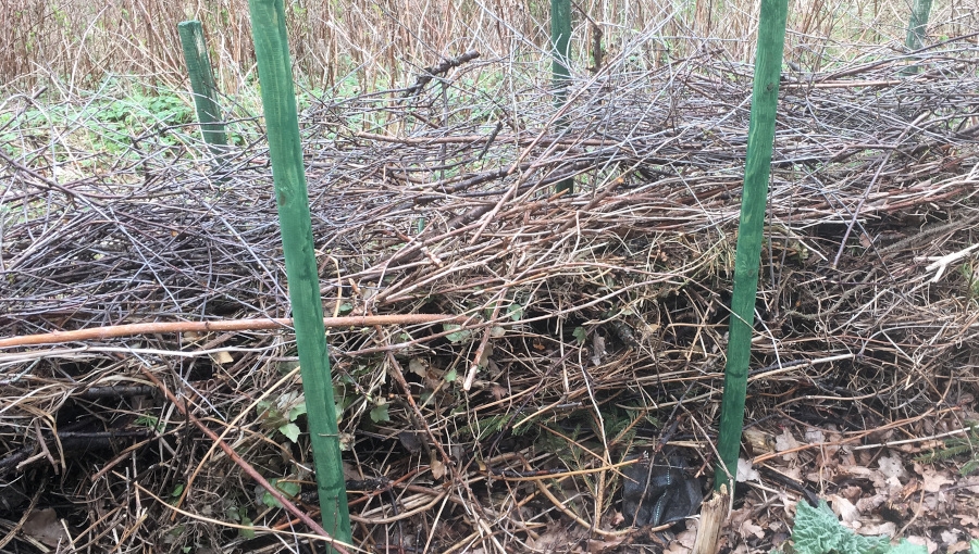 Żywopłot typu Benjes - pomysł na darmową i naturalną osłonę sadu