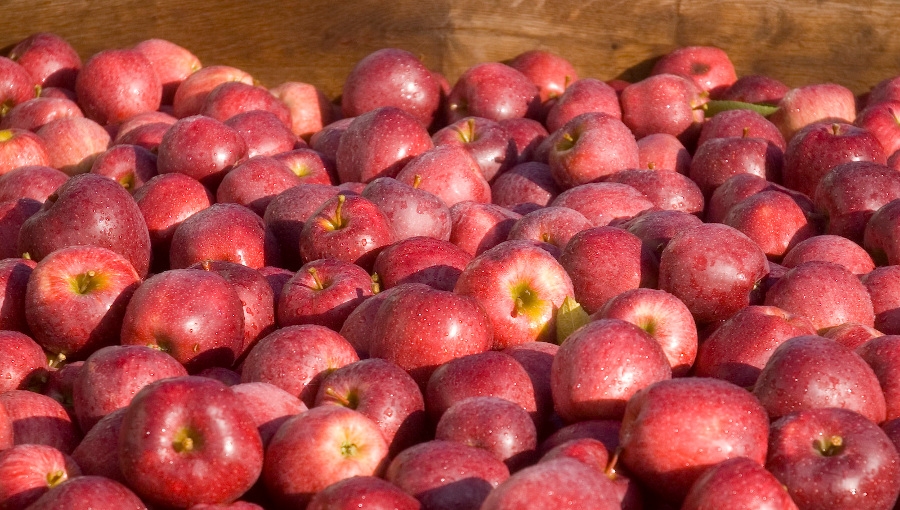 Jak określić przydatność jabłek do długiego przechowywania?