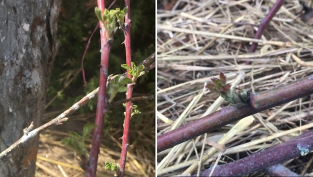 Wczesnowiosenne zabiegi na plantacjach malin i jeżyn