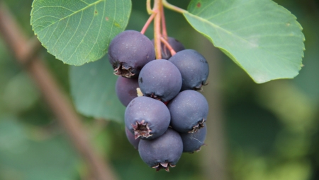 Nowa świdośliwa Amela dostępna dla szkółkarzy i plantatorów