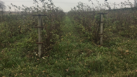 Jesienne zabiegi na plantacjach malin