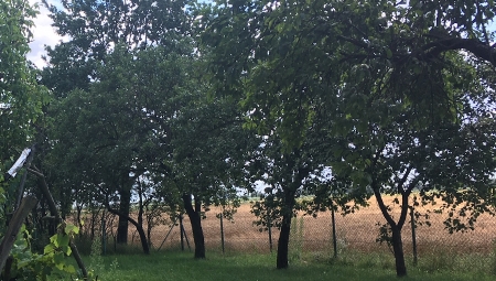 Czy dziś warto jeszcze sadzić jabłonie na podkładkach silnie rosnących?