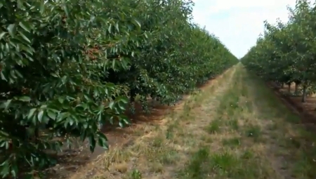 Węgierskie odmiany wiśni przyszłością produkcji deserowej?