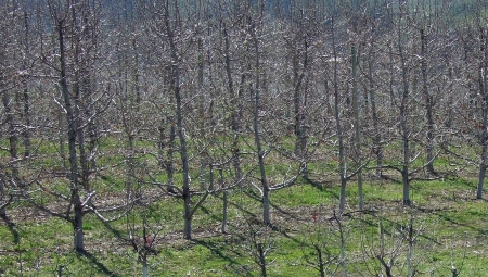 Czy oprysk 5% roztworem mocznika pogarsza mrozoodporność drzew?