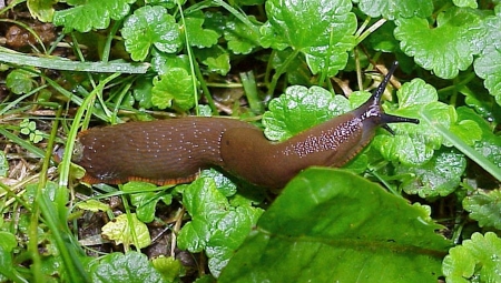 Problemy ze ślimakami na plantacjach owoców