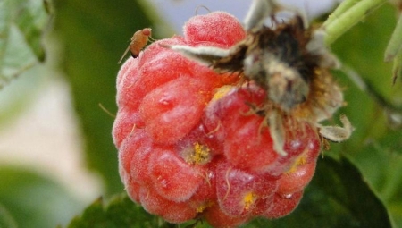 Czy nadchodzące mrozy zmniejszą presję Drosophila suzukii?