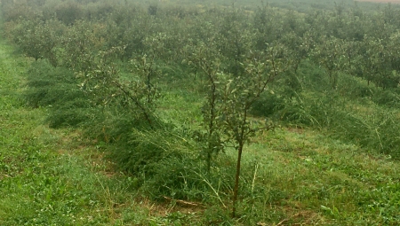 Sadownictwo ekologiczne w odwrocie?