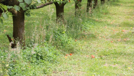 Jesienne zabiegi herbicydowe a uszkodzenia roślin