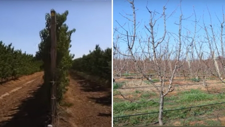 Cięcie mechaniczne drzew pestkowych - brzoskwinie i morele