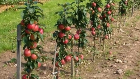 Dlaczego kolumnowe odmiany jabłoni nie wchodzą do uprawy towarowej?