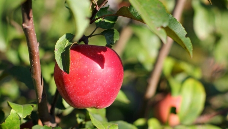 Ligol Red - podzieli los Najdareda czy zrobi karierę Red Jonaprincea?