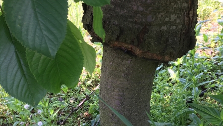 Wstawka skarlająca Frutana - polski wynalazek, który nie przyjął się w produkcji drzewek czereśni