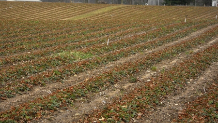 Truskawki po zimie - pierwsze prace na plantacjach