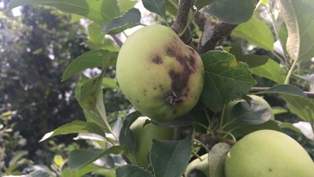 Komunikat sadowniczy, 5 VIII 2021 - ochrona przed parchem jabłoni w drugiej połowie sezonu