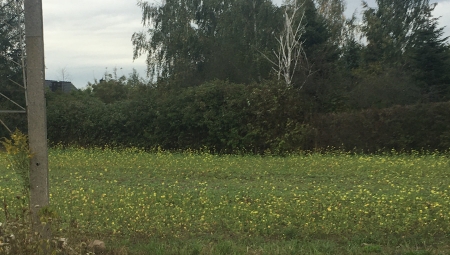 Poplon ozimy na zielony nawóz przed wiosennym zakładaniem sadu?