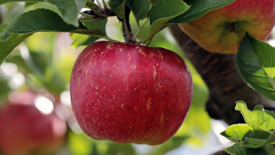 Polskie jabłko to nie pulpa i koncentrat - pilna potrzeba repozycjonowania jabłek!