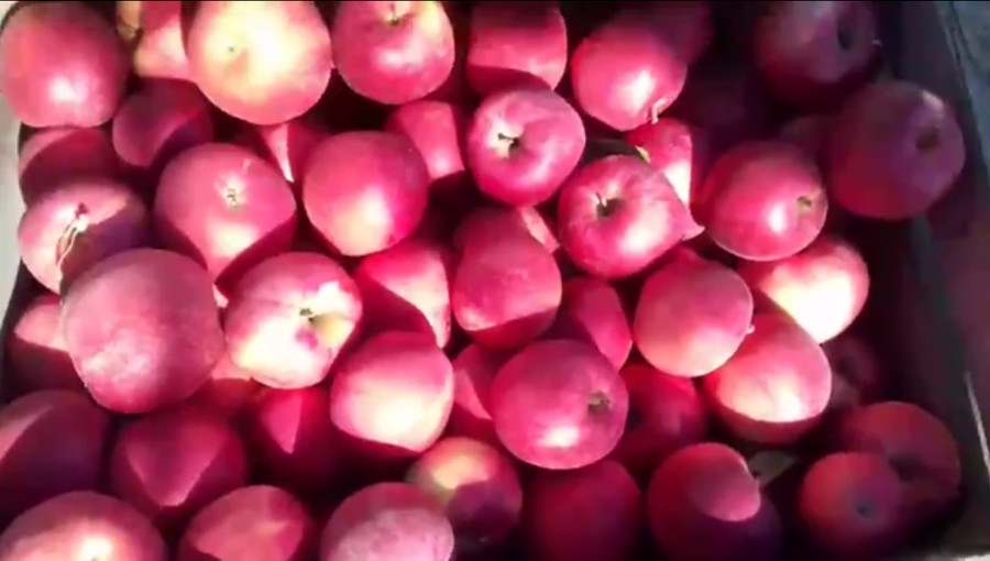 W dobie kryzysu zagraniczny protekcjonizm i ochrona własnych rynków będzie przeszkodą dla polskich jabłek