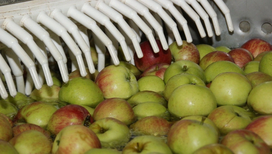 Ceny skupu jabłek deserowych nie zmieniły się od 20 lat!